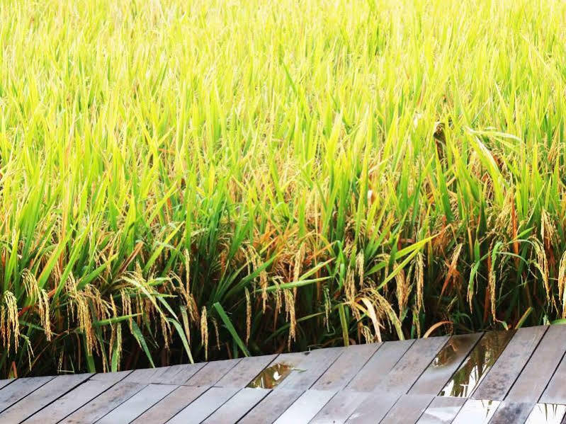 Bening Bungalow Ubud Exteriör bild